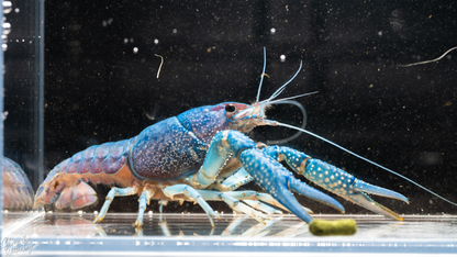 Blue and purple crawfish in a tank with a dark background