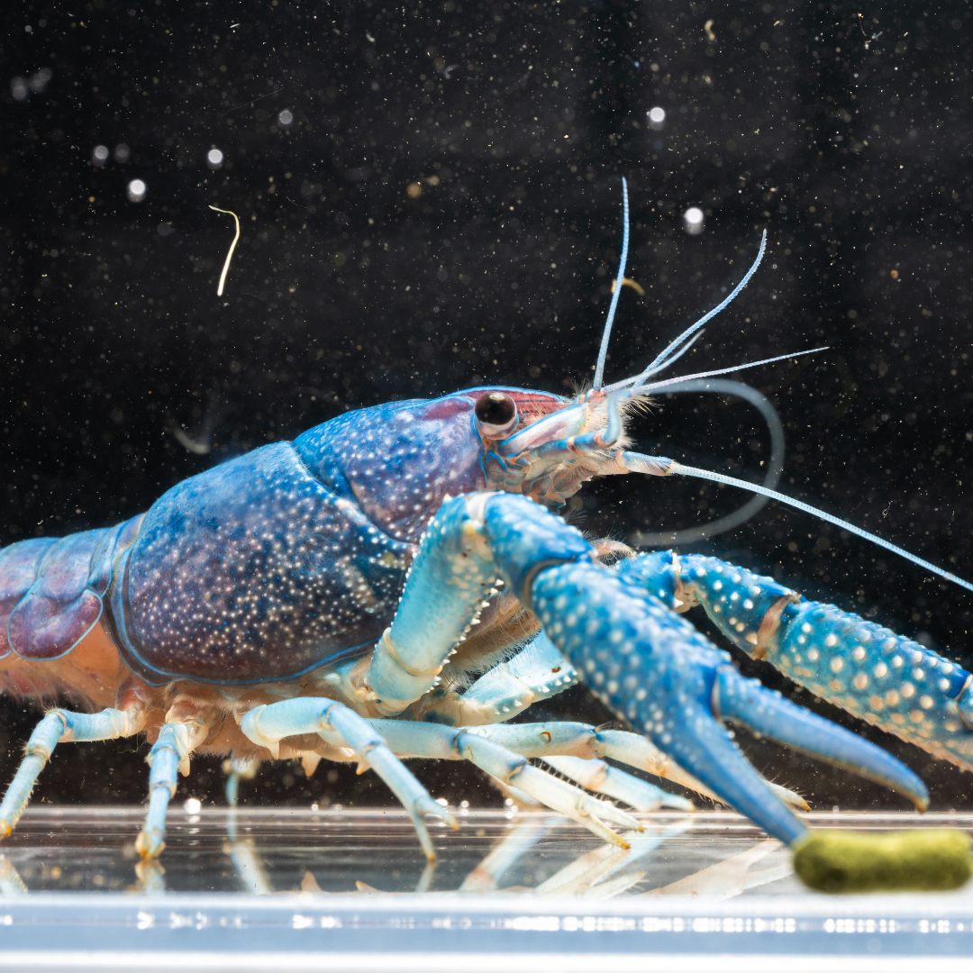 Blue crayfish on a black background