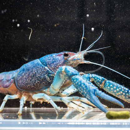 Blue crayfish on a black background