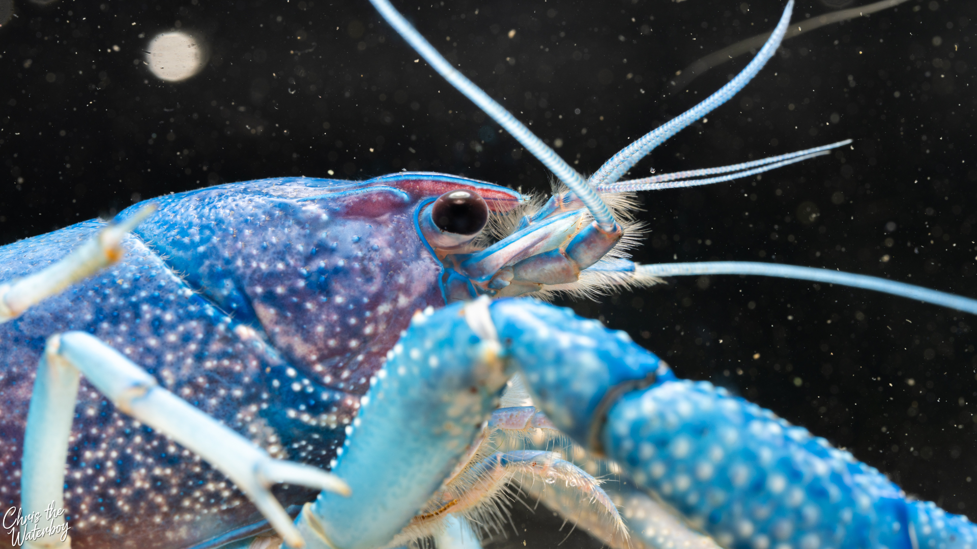 Close-up of a Blue and purple crawfish in a tank with a dark background