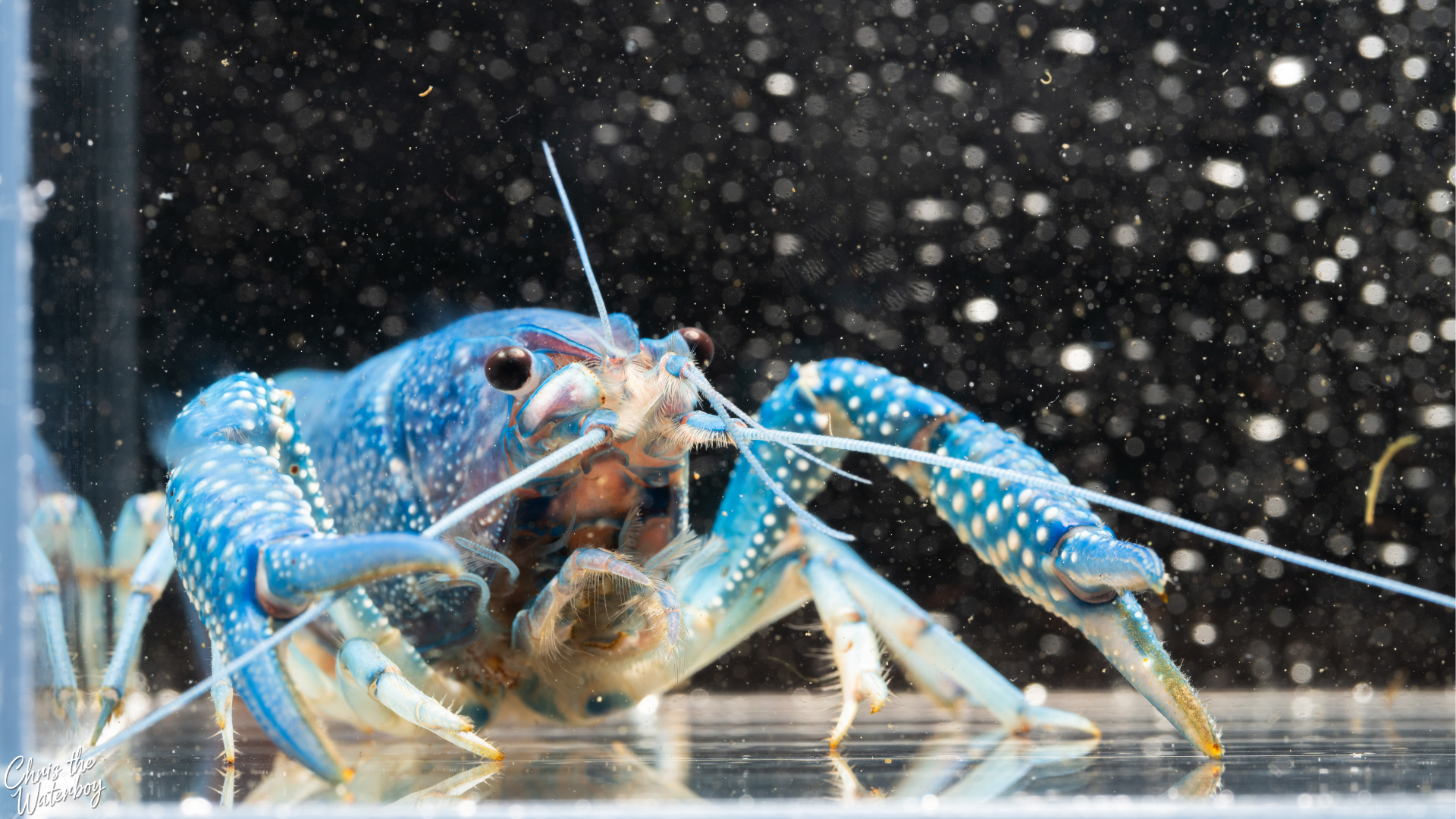 Blue crayfish with a dark background