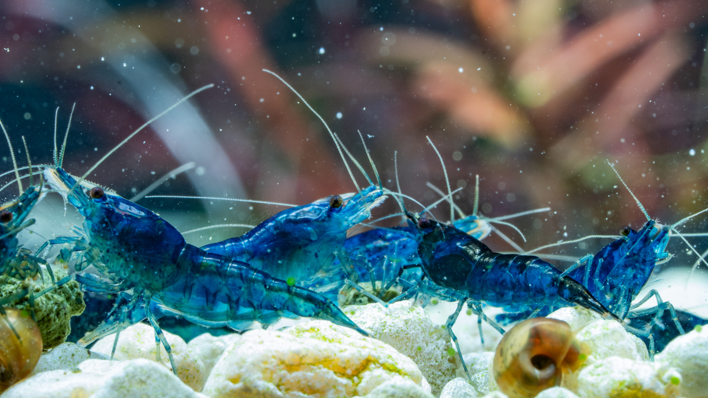 Vibrant blue neocaridina shrimp in an aquarium with rocks and plants.