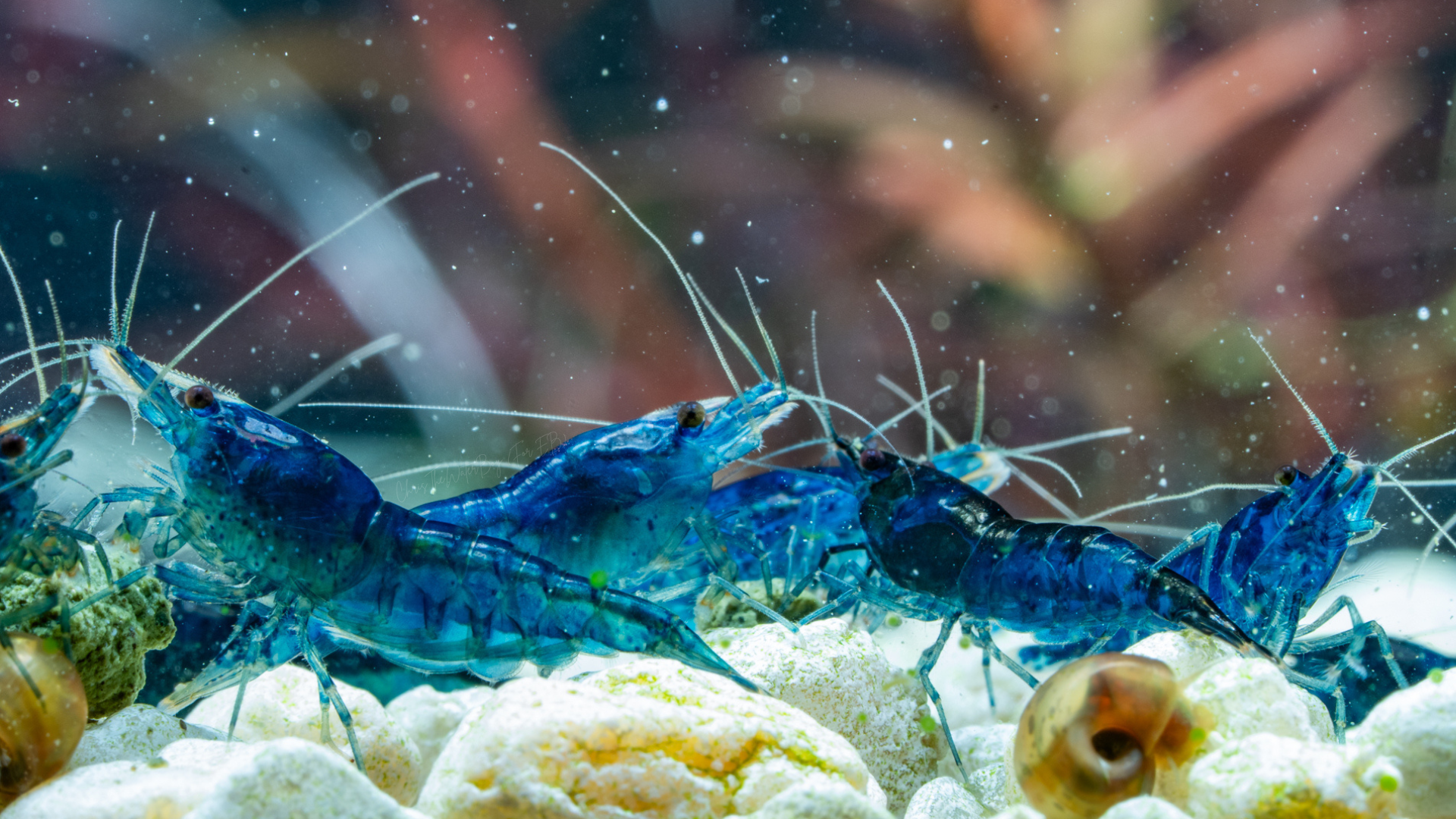 Vibrant blue neocaridina shrimp in an aquarium with rocks and plants.