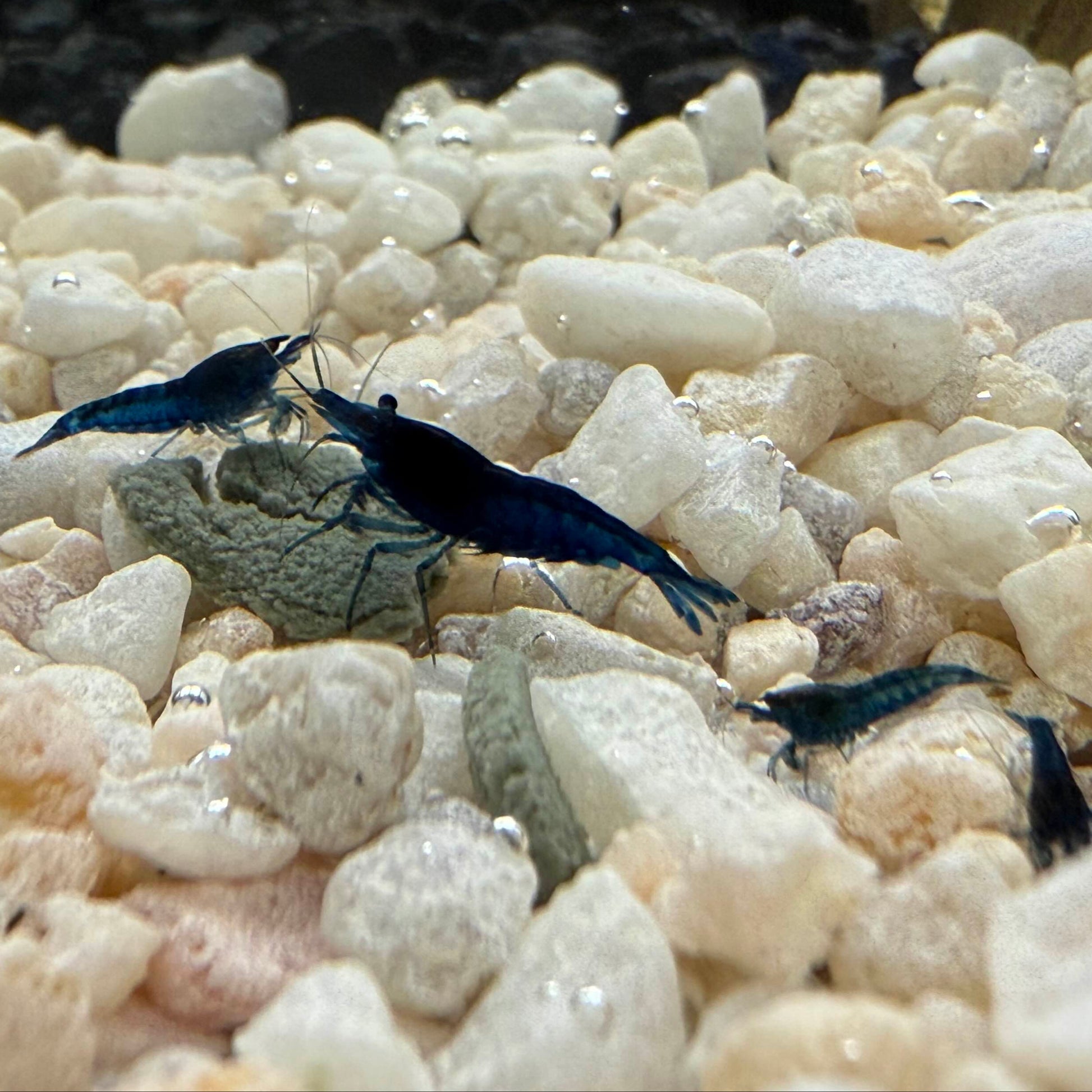 A group of blue dream neocaridina shrimp eating together.