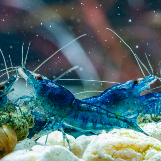 Vibrant blue neocaridina shrimp in an aquarium with rocks and plants.