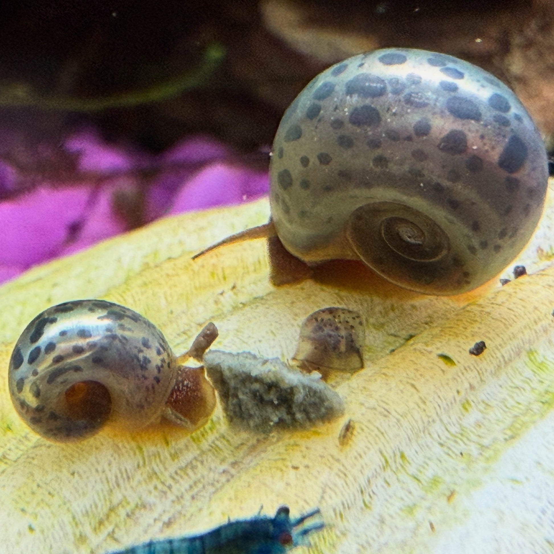 3 Blue Leopard Ramshorn Snails on a shell eating food together.