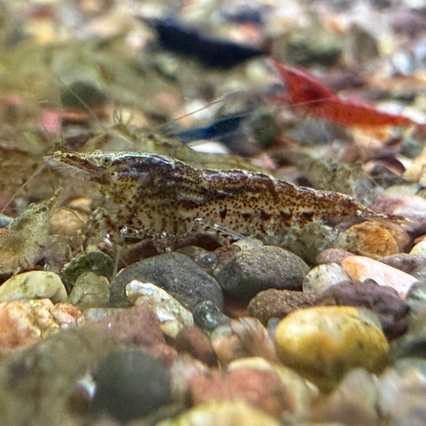 An intricately patterned Neocaridina shrimp cull on some pebbles with blue and red shrimp blurred in the background. 