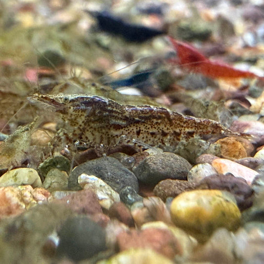 An intricately patterned Neocaridina shrimp cull on some pebbles with blue and red shrimp blurred in the background. 