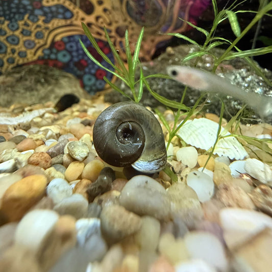 A brown Ramshorn snail crawling on stones in an aquarium.