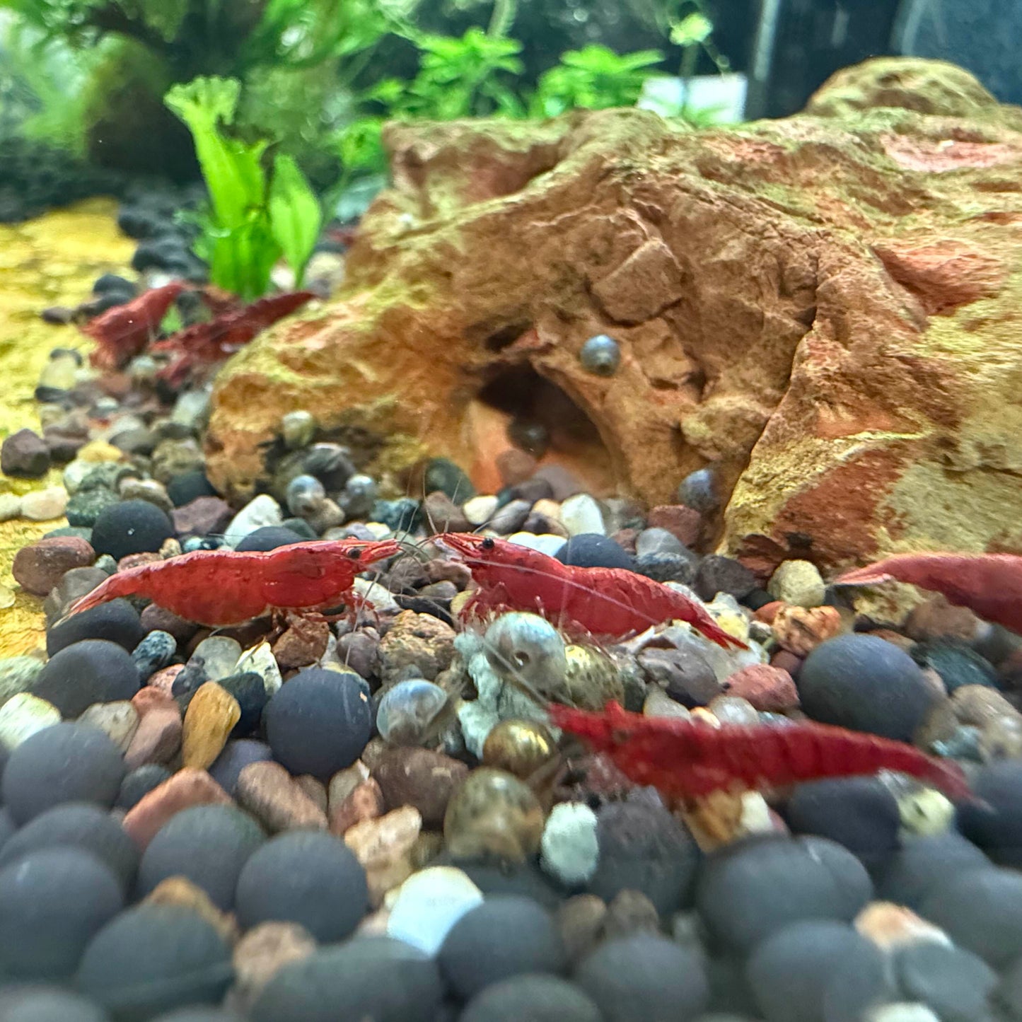 A group of cherry red neocaridina shrimp eating food together.