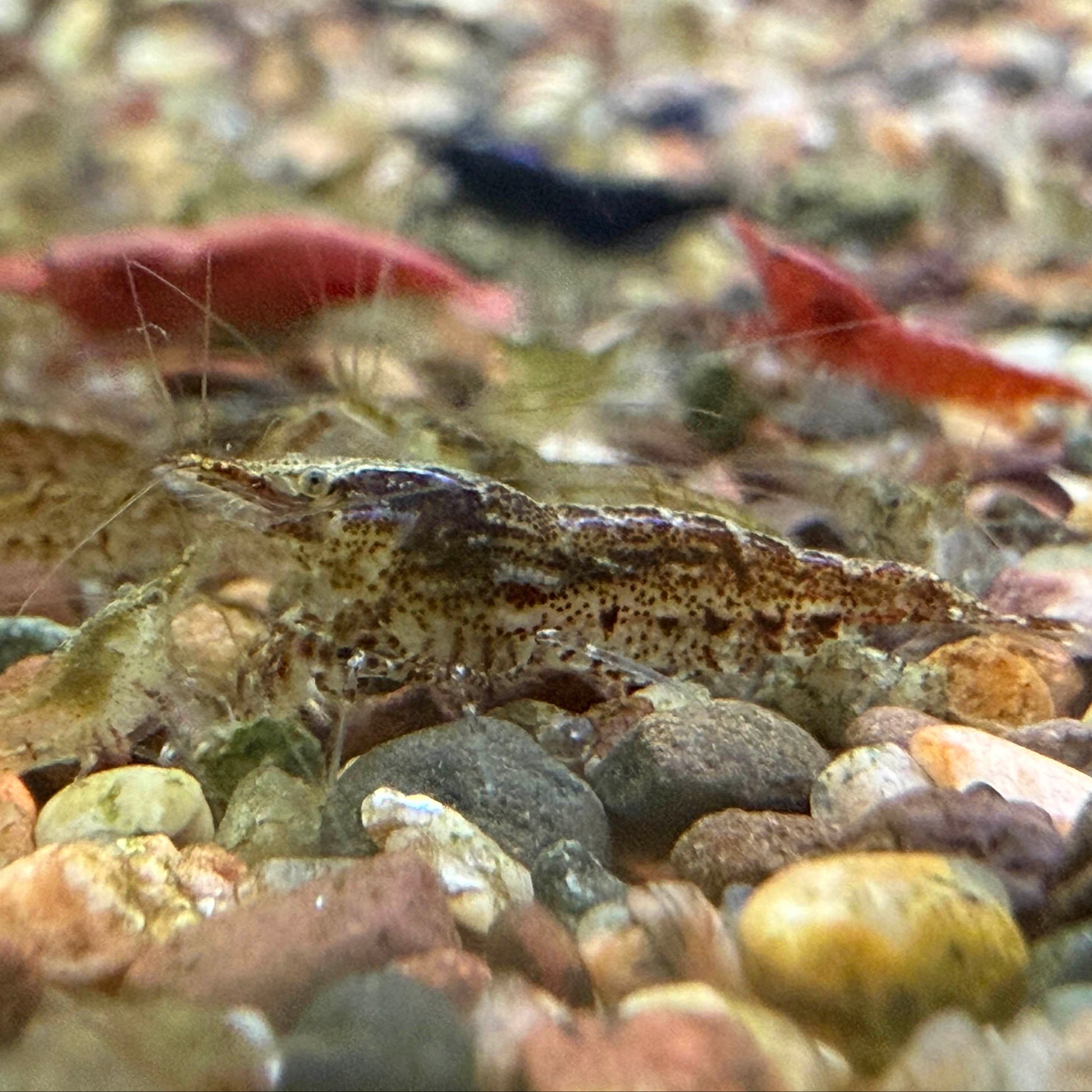 Cull shrimp swimming among pebbles in a natural setting with red and blue shrimp blurred in the background