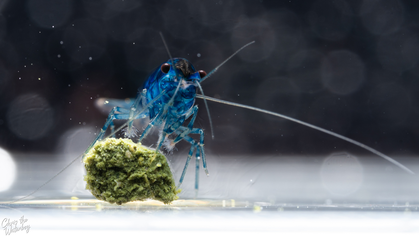 Blue shrimp on a piece of food in an aquarium with a blurred background