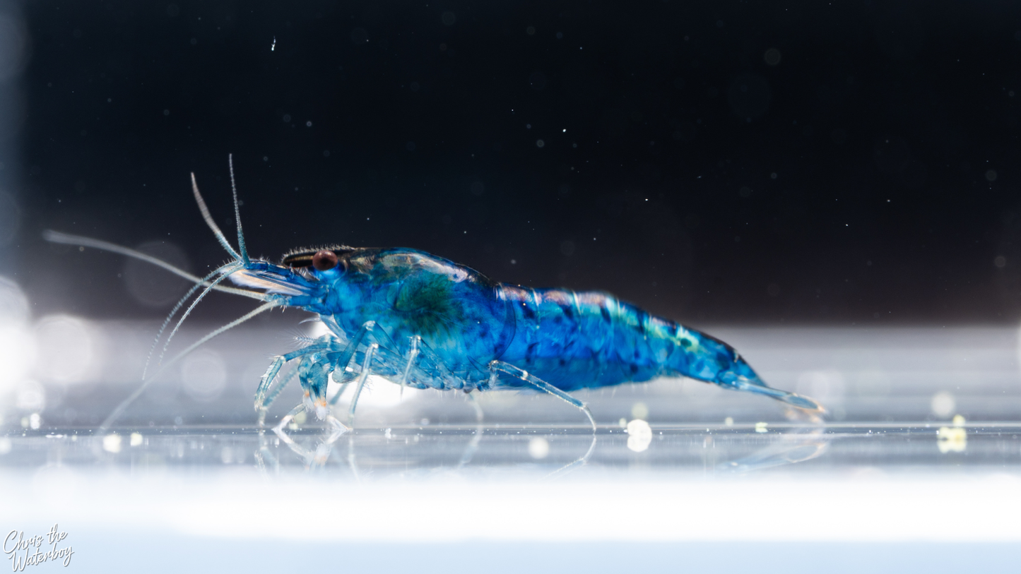 Blue shrimp on a piece of food in an aquarium with a blurred background