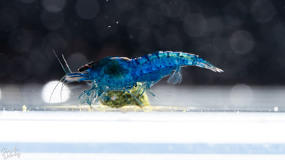 Blue shrimp on a piece of food in an aquarium with a blurred background