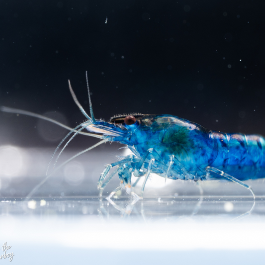 Blue shrimp on a reflective surface with a dark background