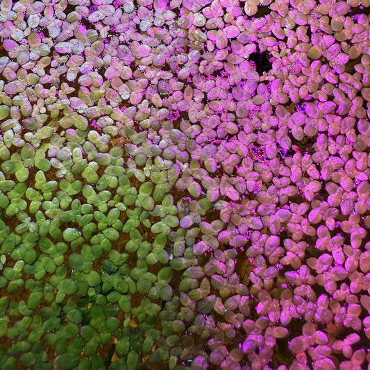 Duckweed floating plants in an aquarium