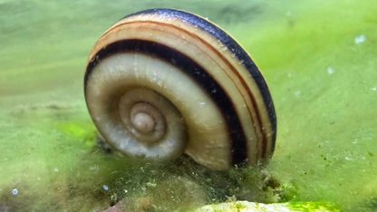 A close-up of a giant ramshorn snail with dark brown and cream bands, resting on a green, algae-covered surface.