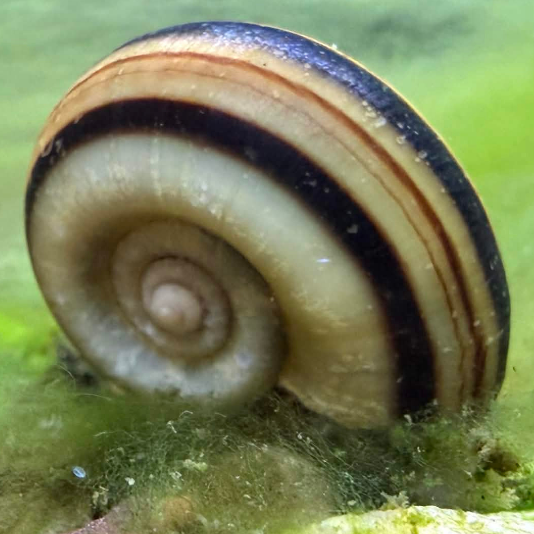 A close-up of a giant ramshorn snail with dark brown and cream bands, resting on a green, algae-covered surface.