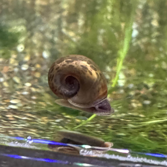 A healthy golden leopard ramshorn snail crawling on aquarium glass.