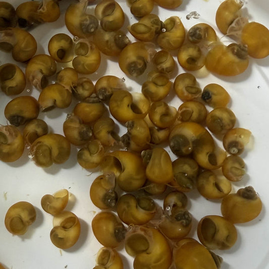 A bunch of golden mystery snails together in a pile on white substrate.