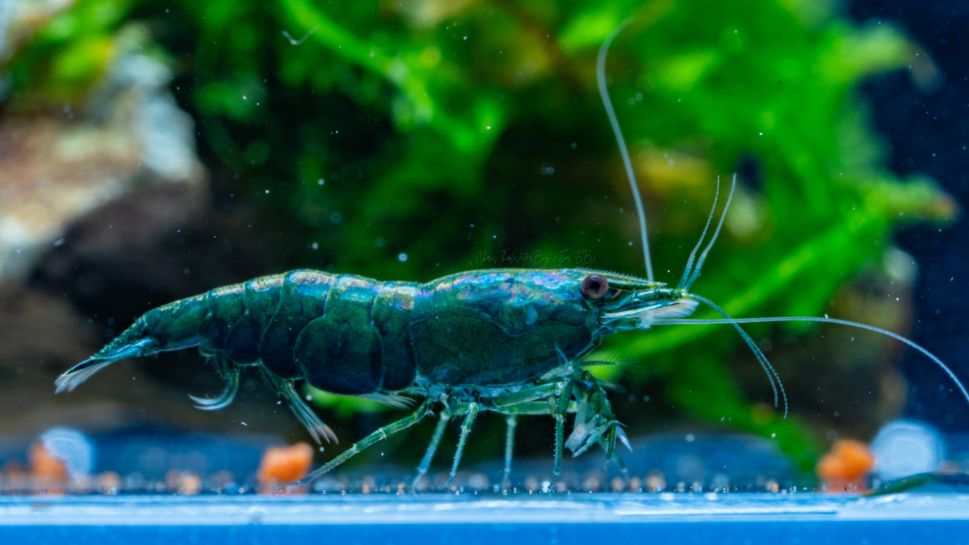 Vibrant Dark Green Jade shrimp in an aquarium with rocks and plants.