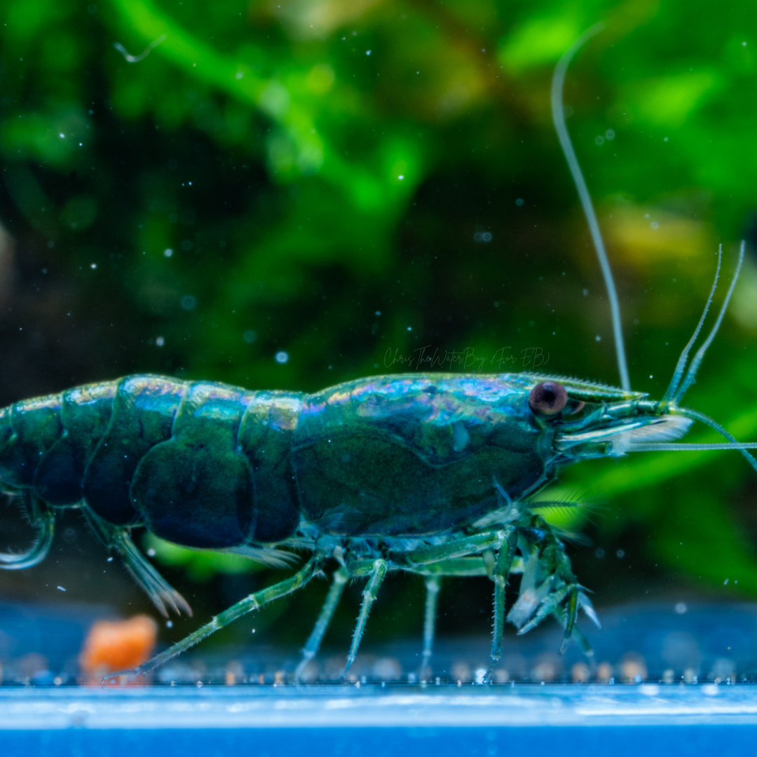 Vibrant Dark Green Jade shrimp in an aquarium with rocks and plants.