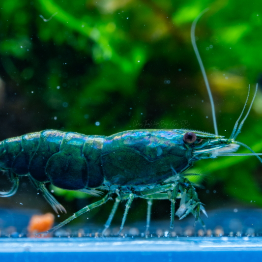 Vibrant Dark Green Jade shrimp in an aquarium with rocks and plants.