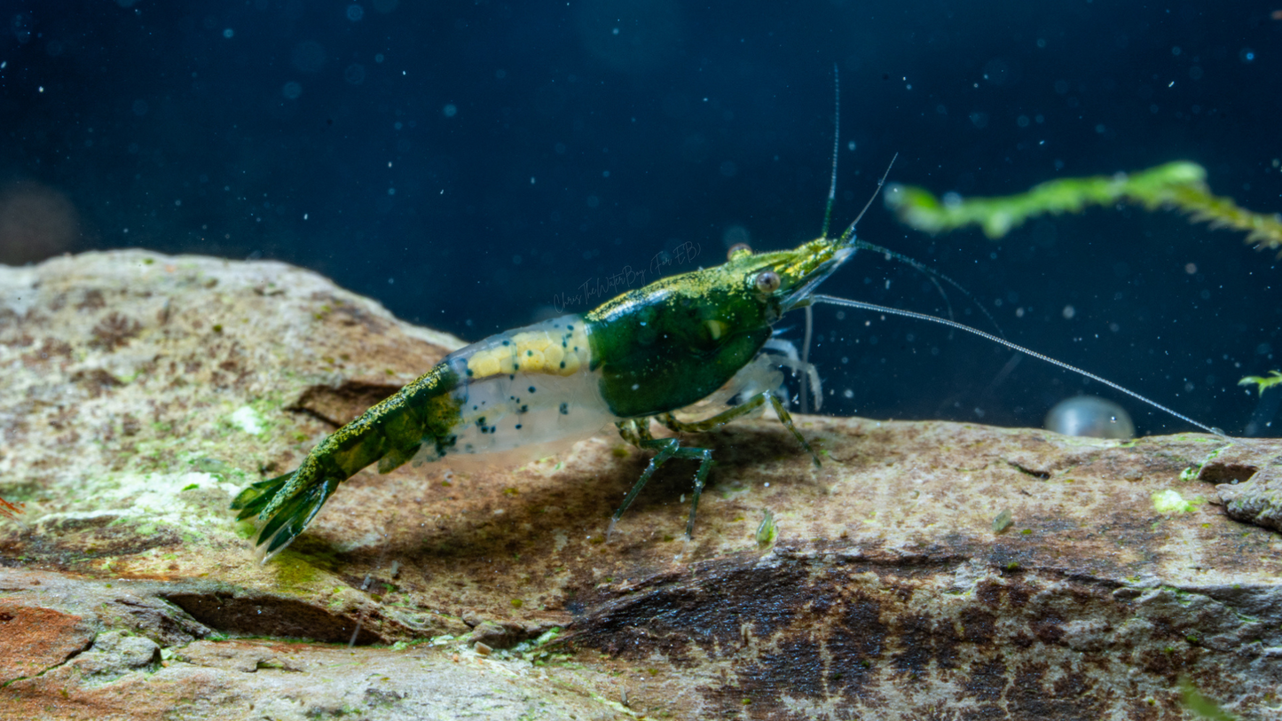 Vibrant green neocaridina shrimp with translucent belly in an aquarium with rocks and plants.