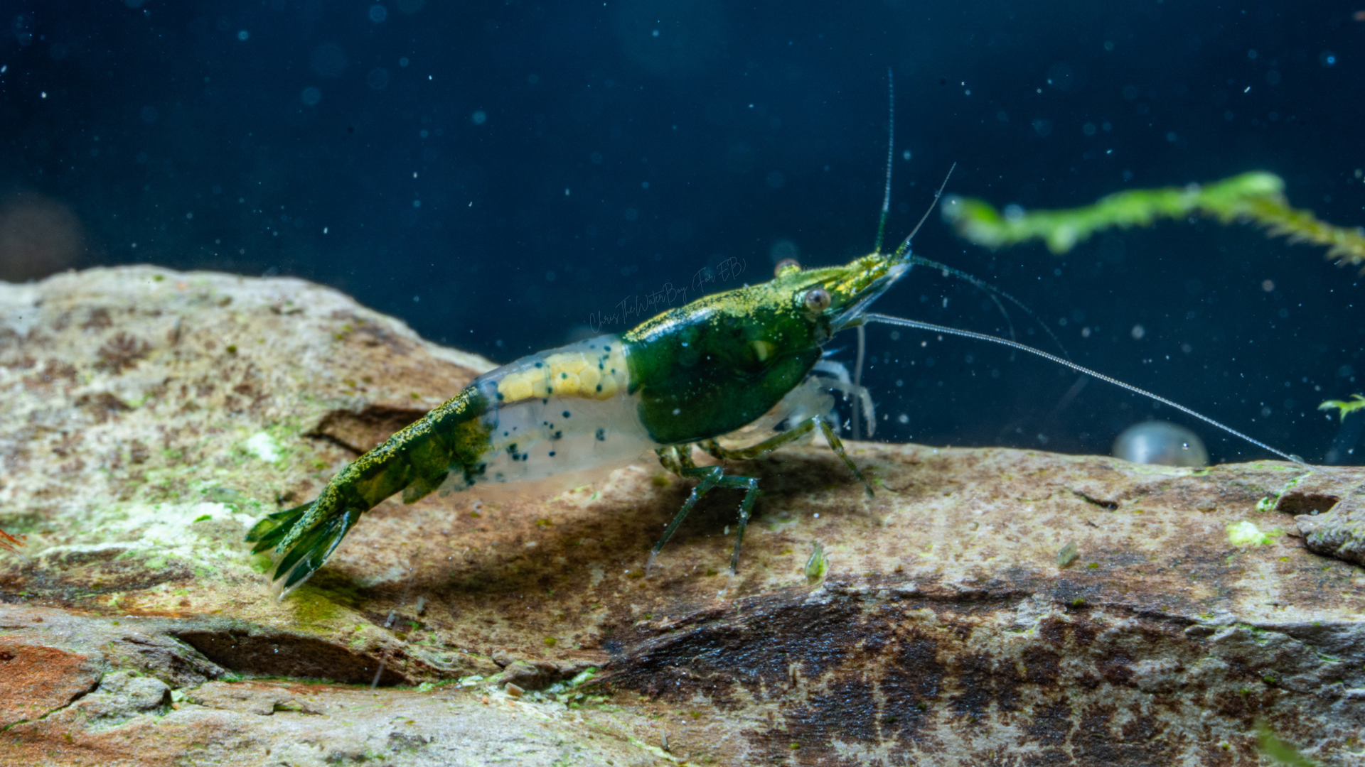 Vibrant green neocaridina shrimp with translucent belly in an aquarium with rocks and plants.