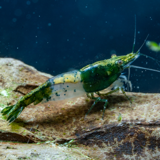 Vibrant green neocaridina shrimp with translucent belly in an aquarium with rocks and plants.