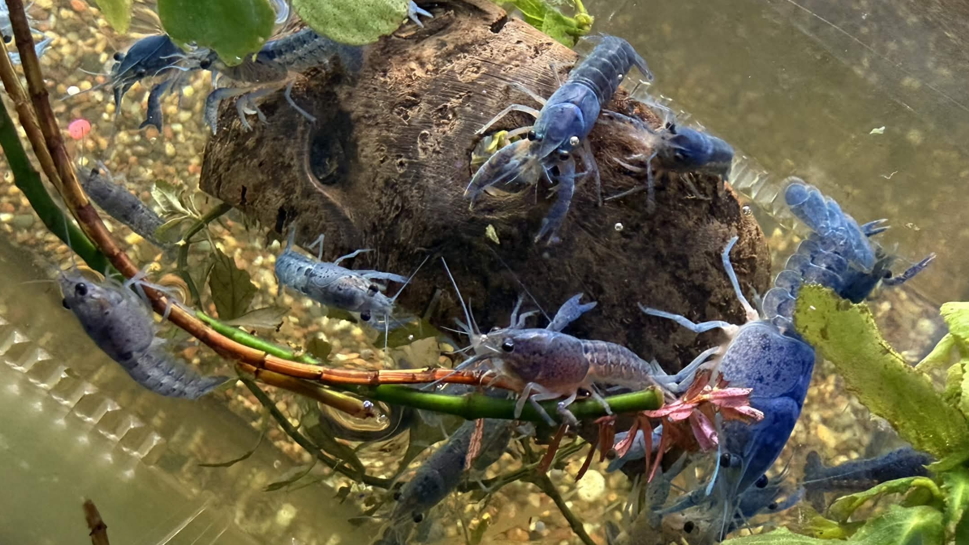 Blue crayfish group in an aquarium with plants and rocks