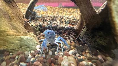 Blue crayfish in a tank with rocks and wood