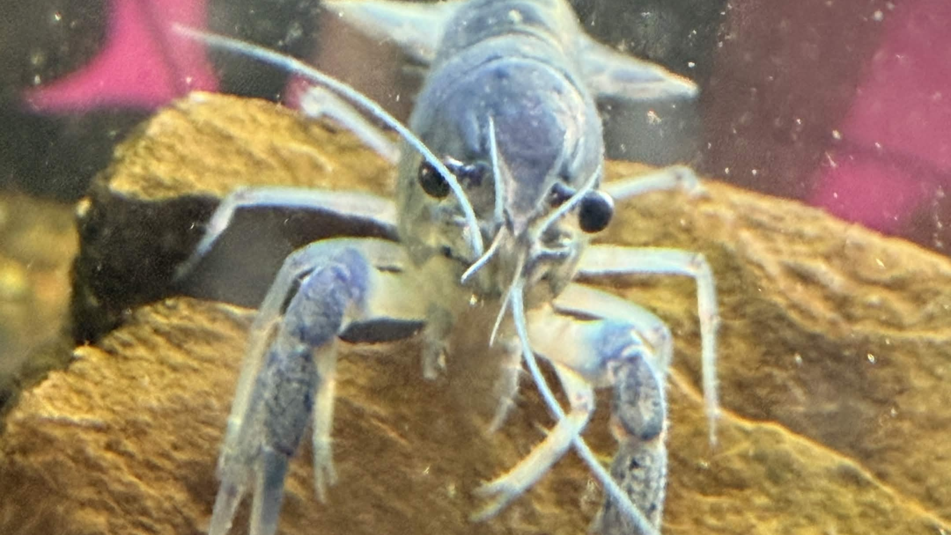 Blue Crayfish juvenile in an aquarium with rocks and water in the background