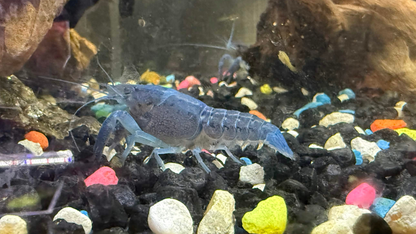 Blue crayfish in an aquarium with colorful stones and rocks.