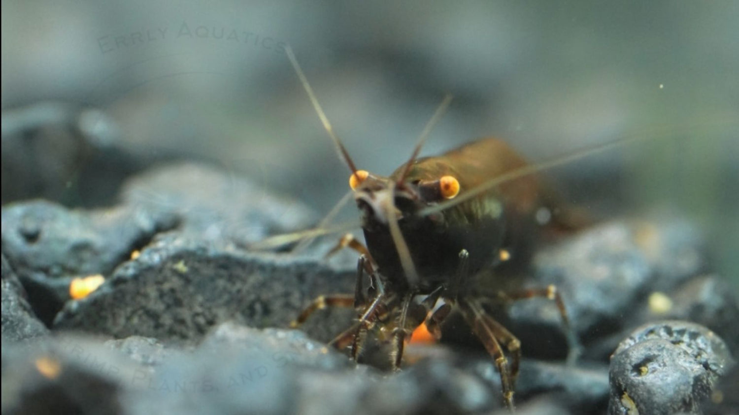 Orange Eye Black Rose Neocaridina Shrimp walking on dark rocky substrate.