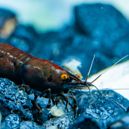 Vibrant orange eye black rose neocaridina shrimp in an aquarium with rocks and plants.