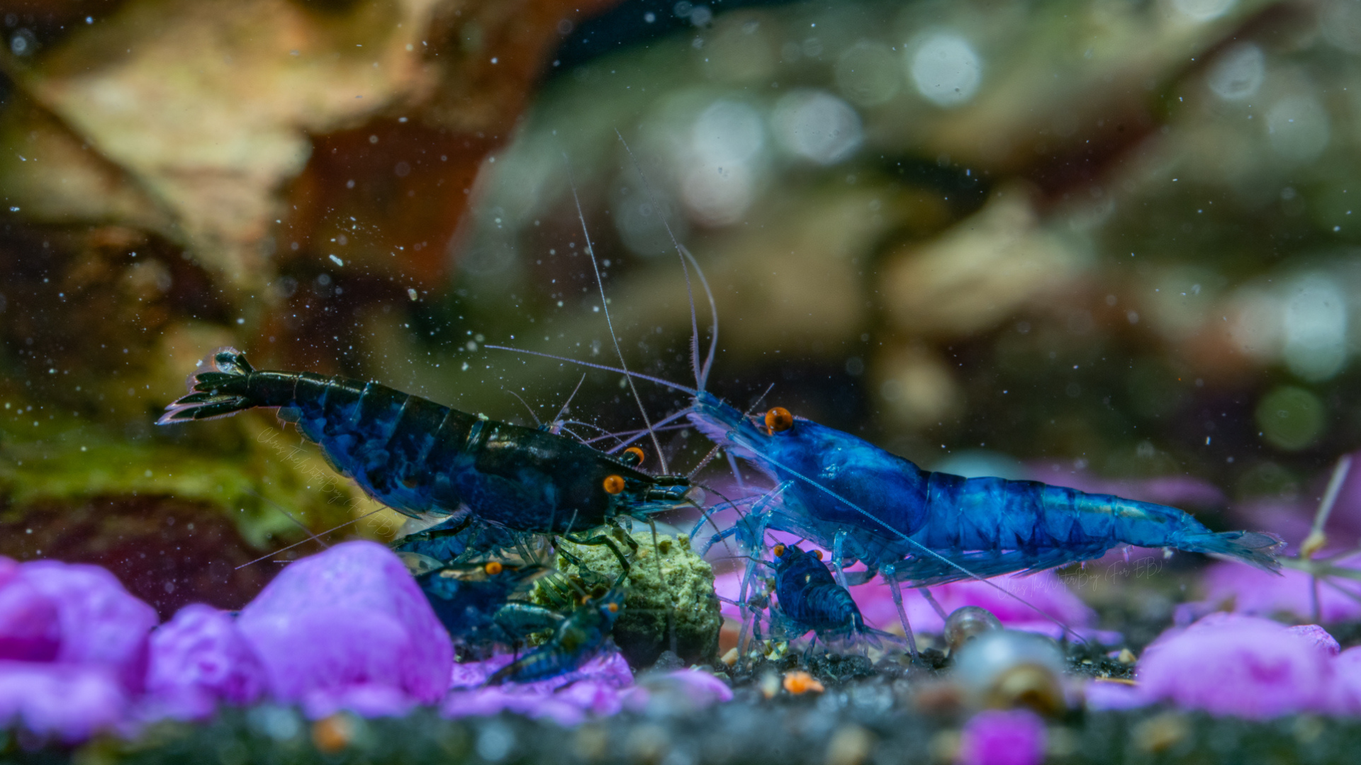 Vibrant Orange Eye Blue Demon neocaridina shrimp in an aquarium with rocks and plants.
