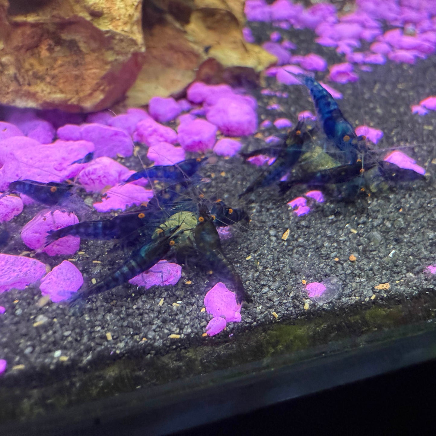 Multiple orange eye blue neocaridina shrimp eating food together.