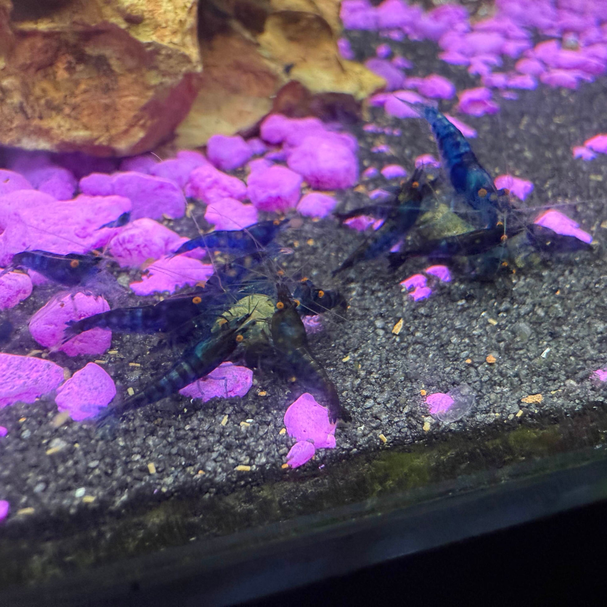 Multiple orange eye blue neocaridina shrimp eating food together.