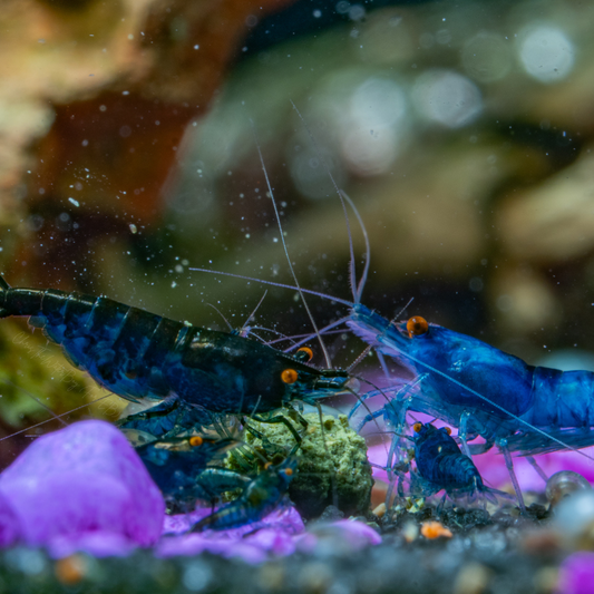 Vibrant Orange Eye Blue Demon neocaridina shrimp in an aquarium with rocks and plants.