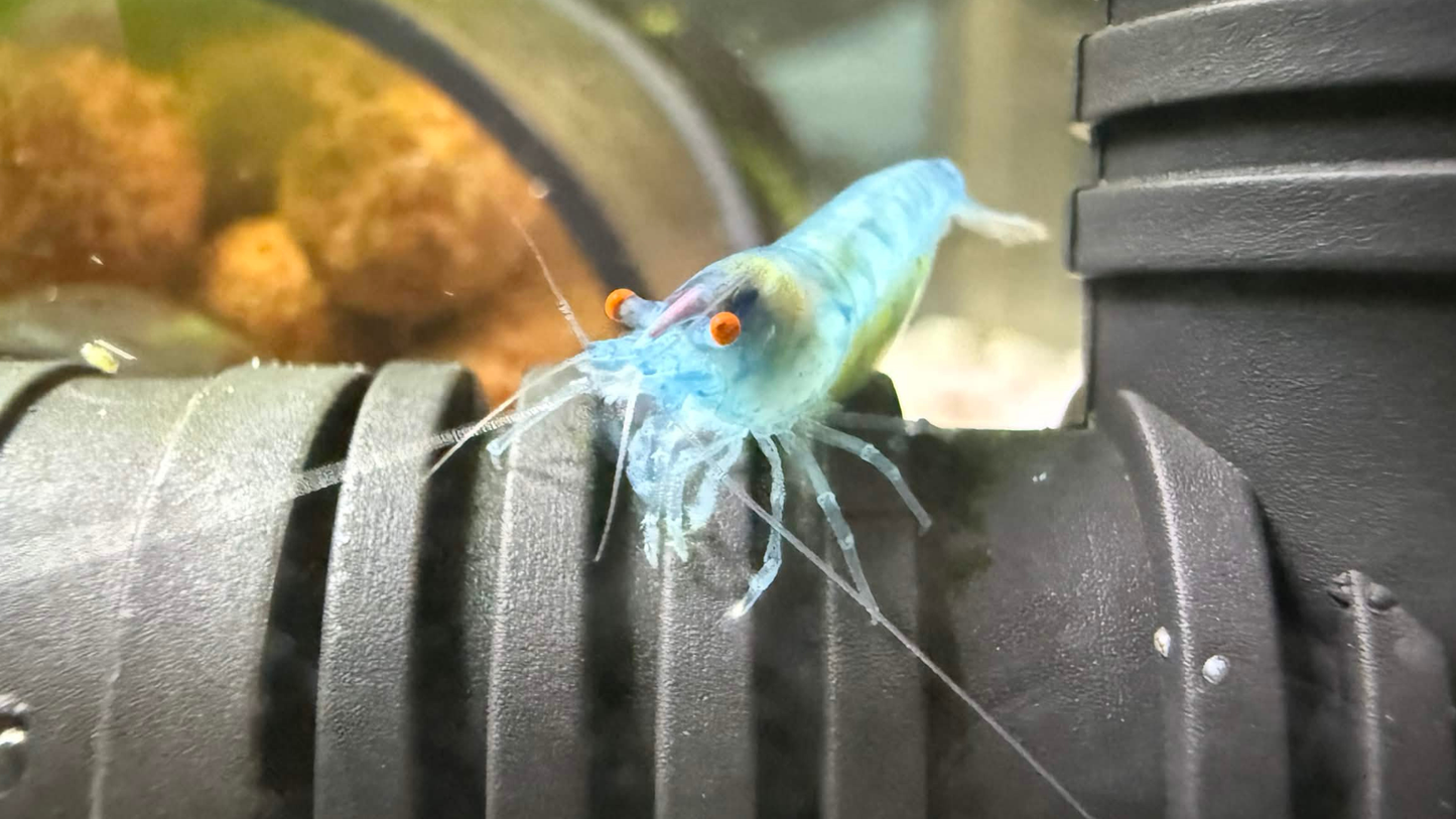 Orange Eye Blue jelly shrimp in an aquarium standing on a pipe