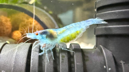 Orange Eye Blue jelly shrimp with eggs in an aquarium standing on a pipe