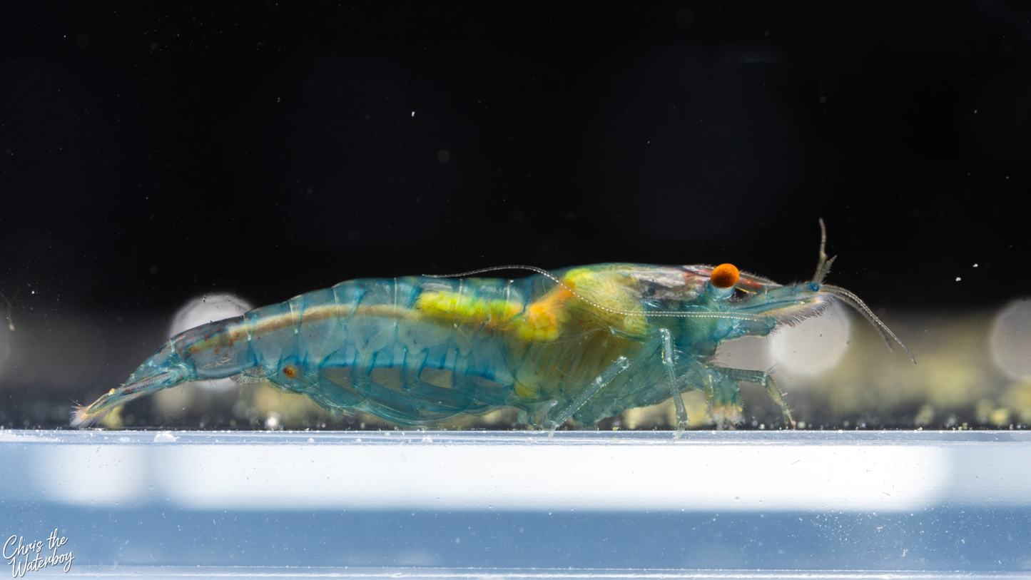Blue jelly shrimp in an aquarium with a blurred background