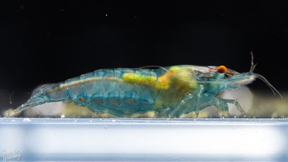Orange Eye Blue jelly shrimp in an aquarium with a blurred background