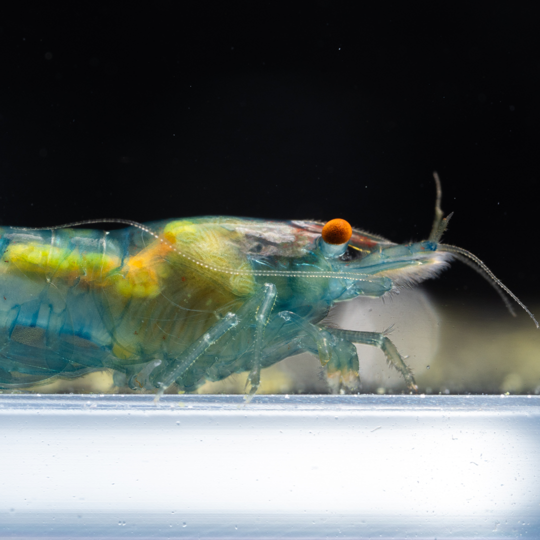 Blue jelly shrimp in an aquarium with a blurred background