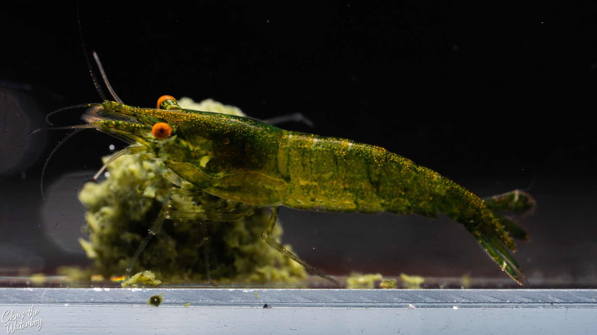 Orange Eye Green shrimp on a piece of green food against a dark background
