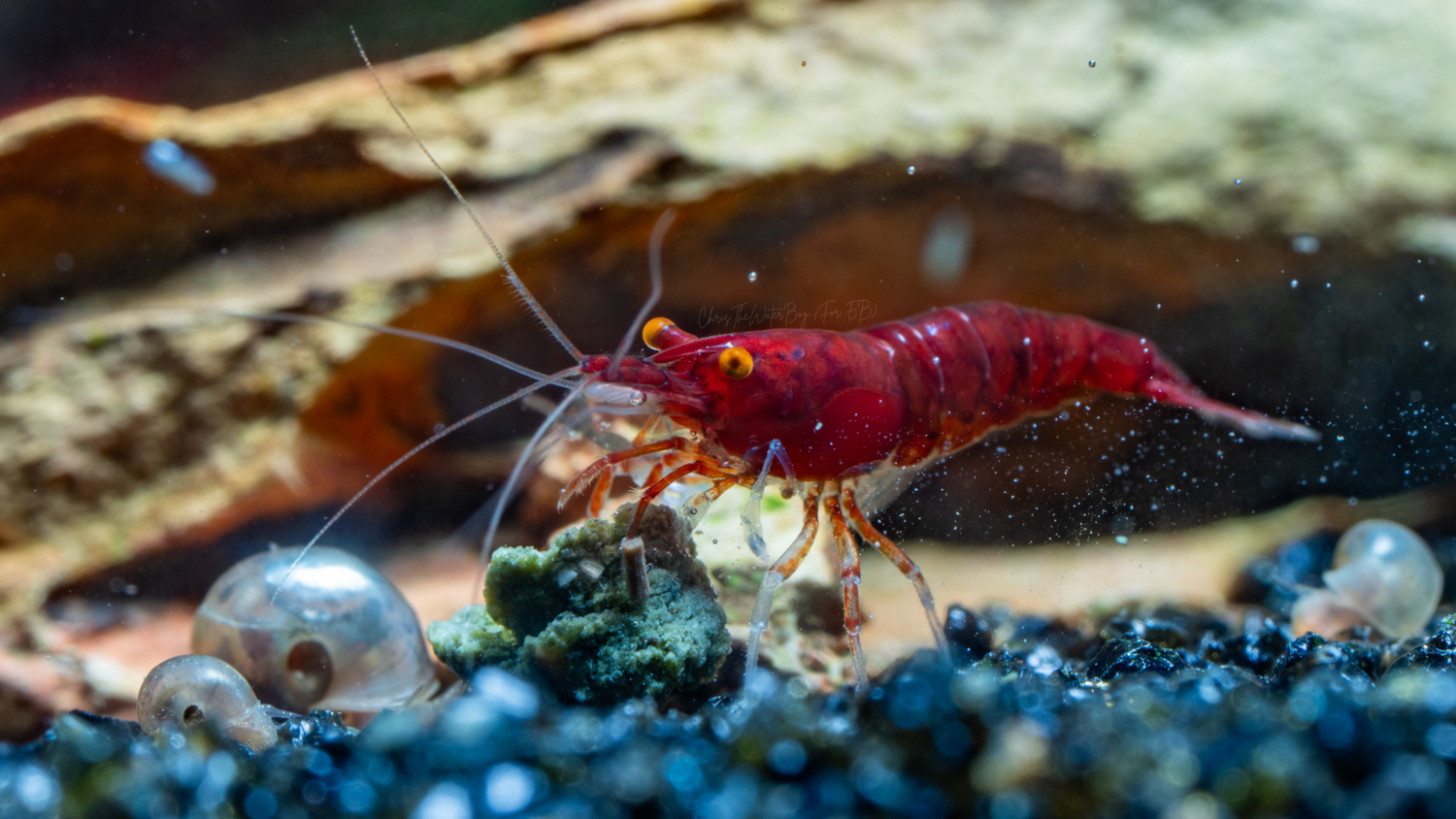 Vibrant Orange Eye Red Demon neocaridina shrimp in an aquarium with rocks and snails.