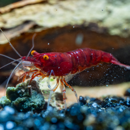 Vibrant Orange Eye Red Demon neocaridina shrimp in an aquarium with rocks and snails.