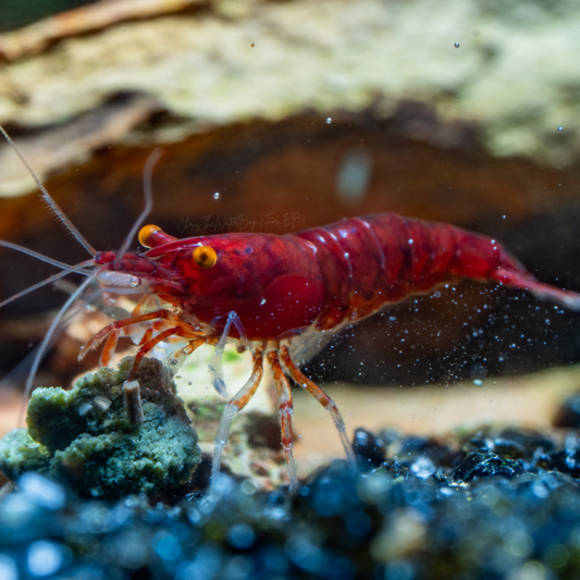 Vibrant Orange Eye Red Demon neocaridina shrimp in an aquarium with rocks and snails.