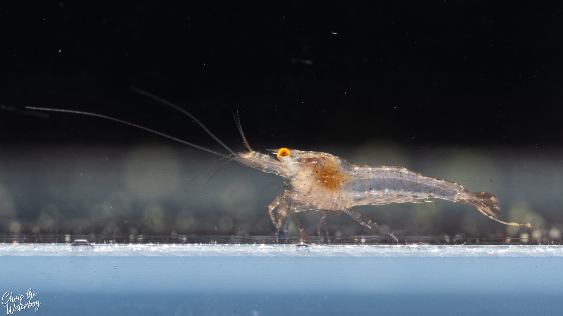 First generation snowball Neocaridina shrimp with blurred background.